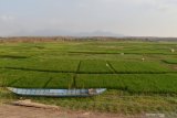 Petani bercocok tanam di lahan dasar Waduk Dawuhan yang mengering di Kabupaten Madiun, Jawa Timur, Jumat (4/10/2019). Pada musim kemarau saat air waduk menyusut hingga mengering, banyak petani memanfaatkan lahan dasar waduk untuk ditanami berbagai jenis tanaman, seperti padi, palawija, ubi jalar dan sayur-sayuran. Antara Jatim/Siswowidodo/zk.