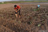 Petani bercocok tanam di lahan dasar Waduk Dawuhan yang mengering di Kabupaten Madiun, Jawa Timur, Jumat (4/10/2019). Pada musim kemarau saat air waduk menyusut hingga mengering, banyak petani memanfaatkan lahan dasar waduk untuk ditanami berbagai jenis tanaman, seperti padi, palawija, ubi jalar dan sayur-sayuran. Antara Jatim/Siswowidodo/zk.