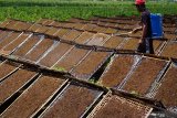 Pekerja melakukan pembasahan rajangan daun tembakau yang dijemur di tengah pematang sawah kering di Tulungagung, Jawa Timur, Sabtu (5/10/2019). Petani setempat mengaku tidak terpengaruh rencana pemerintah menaikkan cukai rokok, karena mayoritas tembakau olahan mereka dijual untuk pasaran umum/nonpabrikan dengan harga jual saat ini stabil di kisaran Rp65 ribu/kilogram (kualitas super), Rp55 ribu/kilogram (kualias sedang), dan Rp30 ribu/kilogram (kualitas biasa). Antara Jatim/Destyan Sujarwoko/zk.