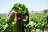 Petani memanen daun tembakau jenis gagang sidi di Tulungagung, Jawa Timur, Sabtu (5/10/2019). Petani setempat mengaku tidak terpengaruh rencana pemerintah menaikkan cukai rokok, karena mayoritas tembakau olahan mereka dijual untuk pasaran umum/nonpabrikan dengan harga jual saat ini stabil di kisaran Rp65 ribu/kilogram (kualitas super), Rp55 ribu/kilogram (kualias sedang), dan Rp30 ribu/kilogram (kualitas biasa). Antara Jatim/Destyan Sujarwoko/zk.