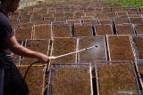 Pekerja melakukan pembasahan rajangan daun tembakau yang dijemur di tengah pematang sawah kering di Tulungagung, Jawa Timur, Sabtu (5/10/2019). Petani setempat mengaku tidak terpengaruh rencana pemerintah menaikkan cukai rokok, karena mayoritas tembakau olahan mereka dijual untuk pasaran umum/nonpabrikan dengan harga jual saat ini stabil di kisaran Rp65 ribu/kilogram (kualitas super), Rp55 ribu/kilogram (kualias sedang), dan Rp30 ribu/kilogram (kualitas biasa). Antara Jatim/Destyan Sujarwoko/zk.