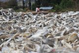 Seorang warga menjemur ikan asin di salah satu tempat produksi Desa Padang Seurahet, Johan Pahlawan, Aceh Barat, Aceh, Jumat (4/10/2019). Pengusaha ikan asin mengaku harga jual ikan asin sejak dua pekan terakhir turun 30 sampai 50 persen dari hari biasa disebabkan melimpahnya pasokan bahan baku dari nelayan. Antara Aceh/Syifa Yulinnas.