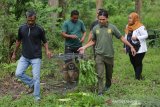 Petugas Balai Konservasi Sumber Daya Alam (BKSDA) Aceh membawa satwa langka dan dilindungi untuk dilepasliarkan ke habitatnya di kawasana hutan Aceh Jaya, Aceh, Jumat (4/10/2019). Memperingati Hari Satwa Sedunia 4 Oktober, BKSDA Aceh melepasliarkan empat ekor satwa langka dan dilindungi yakni macan akar, siamang dan dua ekor owa sumatra yang telah direhabilitasi dan dinilai layak untuk dikembalikan kehabitatnya. Antara Aceh/Irwansyah Putra.