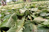 Seorang warga menjemur daun pureng atau daun kratom (Mitragyna speciosa) di kawasan Desa Simpang Peut, Kecamatan Arongan Lam Balek, Aceh Barat, Aceh, Sabtu (5/10/2019). Sejak beberapa bulan terakhir harga jual daun kratom naik dari Rp 8.000 per kilogram menjadi Rp 10.000 per kilogram seiring meningkatnya permintaan untuk pembuatan obat tradisional. Antara Aceh/Syifa Yulinnas