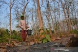 Partik (55) mencari biji pohon jati di kawasan hutan Kabuh, Kabupaten Jombang, Jawa Timur, Jumat (4/10/2019). Setelah terkumpul, biji pohon jati tersebut selanjutnya dijual dengan harga Rp30 ribu per 5 kilogramnya. Antara Jatim/Syaiful Arif/zk.