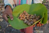 Partik (55) menunjukkan biji pohon jati yang dikumpulkannya di kawasan hutan Kabuh, Kabupaten Jombang, Jawa Timur, Jumat (4/10/2019). Setelah terkumpul, biji pohon jati tersebut selanjutnya dijual dengan harga Rp30 ribu per 5 kilogramnya. Antara Jatim/Syaiful Arif/zk.