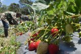 PANEN STRAWBERRY MAGETAN. Petani memetik buah strawberry di Sarangan, Magetan, Jawa Timur, Sabtu (5/10/2019). Buah strawberry hasil panen tersebut selanjutnya dijual dengan harga Rp70.000 hingga Rp100.000 per kilogram tergantung ukuran dan kualitas buah. Antara Jatim/Siswowidodo/zk