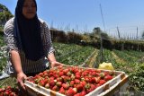 Petani memetik buah strawberry di Sarangan, Magetan, Jawa Timur, Sabtu (5/10/2019). Buah strawberry hasil panen tersebut selanjutnya dijual dengan harga Rp70.000 hingga Rp100.000 per kilogram tergantung ukuran dan kualitas buah. Antara Jatim/Siswowidodo/zk