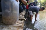 Peserta melepaskan benih ikan ke dalam sungai Bulupasar saat peringatan Hari Binatang Sedunia di Desa Bulupasar, Kediri, Jawa Timur, Minggu (6/10/2019). Kegiatan yang diikuti oleh 27 komunitas peduli lingkungan dan Karang Taruna daerah setempat tersebut melepas liarkan sedikitnya 25 ribu benih ikan berbagai jenis dan 600 ekor merpati guna melestarikan ekosistem. Antara Jatim/Prasetia Fauzani/zk