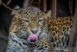 Seekor macan tutul jawa (panthera pardus melas) berada di dalam kandang di Kebun Binatang Bandung, Jawa Barat, Jumat (4/10/2019). Dalam Konferensi Macan Tutul Jawa pada 1 hingga 2 Oktober lalu, Forum Macan Tutul Jawa (Formata) meminta setiap lembaga konservasi yang memiliki macan tutul melakukan sosialisasi perlindungan sebagai salah satu upaya pelestarian macan tutul yang saat ini 50 persen hidup di hutan konservasi. ANTARA JABAR/Raisan Al Farisi/agr