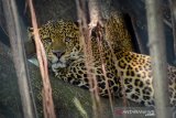 Seekor macan tutul jawa (panthera pardus melas) berada di dalam kandang di Kebun Binatang Bandung, Jawa Barat, Jumat (4/10/2019). Dalam Konferensi Macan Tutul Jawa pada 1 hingga 2 Oktober lalu, Forum Macan Tutul Jawa (Formata) meminta setiap lembaga konservasi yang memiliki macan tutul melakukan sosialisasi perlindungan sebagai salah satu upaya pelestarian macan tutul yang saat ini 50 persen hidup di hutan konservasi. ANTARA JABAR/Raisan Al Farisi/agr