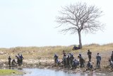 Prajurit TNI AL bersama Forkopimda, Siswa dan Masyarakat menanam mangrove di pesisir Pulau Santen, Banyuwangi, Jawa Timur, Senin (7/10/2019). Penanaman 7.000 bibit mangrove dalam rangka HUT TNI ke-74 tersebut, diharapkan dapat bermanfaat bagi kelestarian lingkungan. Antara Jatim/Budi Candra Setya/zk.