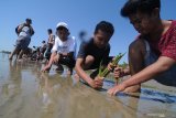 Siswa menanam pohon mangrove di Pantai Lembung, Pamekasan, Jawa Timur, Minggu (6/10/2019). Kegiatan menanam pohon mangrove dan bersih pantai yang diikuti siswa SMP, SMAØ Pramuka dan Mahasiwa serta relawan dari berbagai organisasi itu dimaksudkan  untuk menggugah kesadaran masyarakat terhadap pelestarian lingkungan. Antara Jatim/Saiful Bahri/zk.