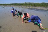 Siswa menanam pohon mangrove di Pantai Lembung, Pamekasan, Jawa Timur, Minggu (6/10/2019). Kegiatan menanam pohon mangrove dan bersih pantai yang diikuti siswa SMP, SMAØ Pramuka dan Mahasiwa serta relawan dari berbagai organisasi itu dimaksudkan  untuk menggugah kesadaran masyarakat terhadap pelestarian lingkungan. Antara Jatim/Saiful Bahri/zk.