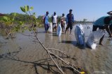 Relawan memungut sampah saat bersih-bersih pantai dan menanam pohon mangrove di Pesisir Lembung, Pamekasan, Jawa Timur, Minggu (6/10/2019). Kegiatan yang diikuti siswa SMP, SMAØ Pramuka dan Mahasiwa serta relawan dari berbagai organisasi itu dimaksudkan  untuk menggugah kesadaran masyarakat terhadap pelestarian lingkungan. Antara Jatim/Saiful Bahri/zk.