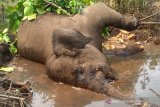 Gajah sumatera berkaki buntung mati diduga akibat sakit
