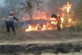 Petugas padamkan api bakar  lahan TNWK