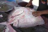 Warga Desa Bunglai OKU tangkap ikan pari berbobot 200 Kg di Sungai Ogan