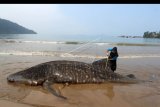 Seorang petugas dari Balai Pengelolaan Sumber Daya Pesisir dan Laut (BPSPL) Padang, mengukur seekor Ikan Hiu Paus (Rhincodon typus) yang terdampar di pantai Teluk Betung, Kecamatan Batang Kapas, Kabupaten Pesisir Selatan, Sumatera Barat, Selasa (8/10/2019). Balai Pengelolaan Sumber Daya Pesisir dan Laut (BPSPL) Padang, memperkirakan Ikan Hiu Paus dengan berat 1,5 ton dan panjang 7,41 meter itu terdampar saat berburu makanan di tengah situasi angin kencang. ANTARA FOTO/Muhammad Arif Pribadi/nym.