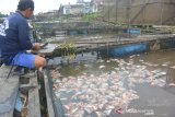 DPRD Banjarmasin pertanyakan kematian puluhan ton ikan tambak