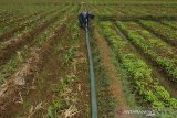 Petani memeriksa selang pompa air dilahan sawah tandah hujan di Kampung Cideuras, Kabupaten Tasikmalaya, Jawa Barat, Selasa (8/10/2019). Sejak lima bulan terakhir petani dikawasan tersebut terpaksa mengairi lahannya menggunakan pompa air akibat musim kemarau dan biaya yang harus dikeluarkan oleh petani sebesar Rp 50.000 per hari untuk membeli bahan bakar solar, sehingga untuk menutupi biaya operasional yang tinggi petani bercocok tanam dengan cara tumpang sari. ANTARA FOTO/Adeng Bustomi/agr