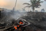 Seekor ular ditemukan mati di area perkebunan nanas milik warga yang terbakar akibat kebakaran lahan gambut yang meluas di Pekanbaru, Riau, Senin (7/10/2019). Kencangnya angin di lokasi lahan yang terbakar membuat api dengan cepat meluas sehingga petugas kesulitan untuk memadamkan kebakaran di kawasan tersebut. ANTARA FOTO/Rony Muharrman/wsj.