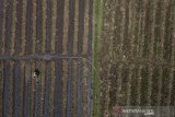 Foto diudara petani menggarap sawah yang mengering di Desa Sukamenak, Kabupaten Tasikmalaya, Jawa Barat, Selasa (8/10/2019). Kementerian Pertanian (Kementan) menyebutkan luas lahan yang gagal panen atau puso akibat kekeringan mencapai 9.358 hektare yang terdapat disekitar 100 kabupaten/kota diseluruh Indonesia. ANTARA FOTO/Adeng Bustomi/agr