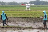 Petugas mengoperasikan drone penebar benih padi di aera persawahan di Desa Jabon, Kediri, Jawa Timur, Rabu (9/10/2019). Kegiatan menampilkan sejumlah mesin pertanian modern oleh Kementerian Pertanian tersebut sebagai sarana sosialisasi penerapan teknologi pertanian 4.0 kepada petani guna meningkatkan produktivitas. Antara Jatim/Prasetia Fauzani/zk