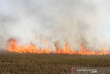 Api berkobar di lahan pertanian di Kecamatan Gambut, Kabupaten Banjar, Kalimantan Selatan, Rabu (9/10/2019).Badan Penanggulangan Bencana Daerah (BPBD) Kalsel memutuskan penurunan status bencana Karhutla dari tanggap darurat menjadi darurat siaga bencana Karhutla karena kondisi Karhutla dan sebaran titik api terus berkurang.Foto Antaranews Kalsel/Bayu Pratama S.