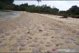 Ini penjelasan akademisi penyebab ubur-ubur terdampar ke pantai akhir-akhir ini