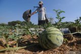 Petani menyiram buah semangka siap panen di Desa Penaguan, Pamekasan, Jawa Timur, Jumat (11/10/2019). Tingginya suhu udara di daerah itu menyebabkan buah semangka yang seharusnya berbobot 8-12 kg per buah menyusut menjadi sekitar 4-6 kg per buah. Antara Jatim/Saiful Bahri/zk.