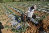 Petani menyiram buah semangka siap panen di Desa Penaguan, Pamekasan, Jawa Timur, Jumat (11/10/2019). Tingginya suhu udara di daerah itu menyebabkan buah semangka yang seharusnya berbobot 8-12 kg per buah menyusut menjadi sekitar 4-6 kg per buah. Antara Jatim/Saiful Bahri/zk.