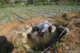 Petani menyiram buah semangka siap panen di Desa Penaguan, Pamekasan, Jawa Timur, Jumat (11/10/2019). Tingginya suhu udara di daerah itu menyebabkan buah semangka yang seharusnya berbobot 8-12 kg per buah menyusut menjadi sekitar 4-6 kg per buah. Antara Jatim/Saiful Bahri/zk.