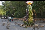 Wisatawan menyaksikan kera memakan buah-buahan dan sayuran yang disusun berbentuk gunungan dalam upacara Tumpek Kandang di obyek wisata Alas Kedaton, Tabanan, Bali, Sabtu (12/10/2019). Upacara yang digelar Umat Hindu setiap enam bulan tersebut sebagai wujud rasa sayang terhadap binatang sekaligus mendoakan agar tetap lestari dan memberi manfaat bagi kehidupan manusia. ANTARA FOTO/Nyoman Hendra Wibowo/nym