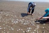 Ribuan ikan mati mendadak di Cilacap jadi viral