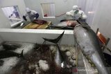 Pekerja membelah ikan tuna kualitas ekspor di tempat pengolahan UD Nagata Tuna, Banda Aceh, Aceh, Sabtu (30/9/2017).