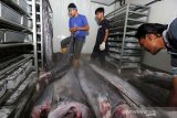 Pekerja menata ikan hasil tangkapan nelayan untuk kebutuhan industri nasional dalam gudang penyimpanan UD Nagata Tuna di Banda Aceh, Aceh, Kamis (18/7/2019).