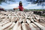 Pekerja menjemur ikan olahan untuk dijadikan ikan kayu dan ikan asin di salah satu rumah produksi di Desa Lampulo, Banda Aceh, Aceh, Selasa (9/10/2018).