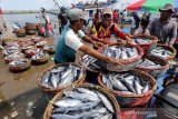 Nelayan membongkar muat ikan jenis tongkol (Euthynnus sp) hasil tangkapan nelayan di Pelabuhan Pendaratan Ikan (PPI) Samudera, Banda Aceh, Aceh, Selasa (8/10/2019).