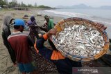 Nelayan mengumpulkan dan membawa ikan-ikan kecil jenis teri dan necis hasil tangkapan dengan menggunakan jaring pukat darat di Banda Aceh, Aceh, Rabu (18/9/2019)