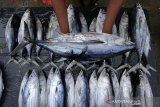 Pedagang kaki lima menata ikan tongkol (Euthynnus sp) hasil tangkapan nelayan di Pelabuhan Pendaratan Ikan (PPI) Samudera, Banda Aceh, Aceh, Selasa (8/10/2019).