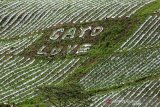 Petani membuat tulisan Gayo Love di perkebunan strawberry di dataran tinggi Gayo, Desa Kepies, Bener Meriah, Aceh, Minggu (1/9/2019).

KERAWANG KEKAYAAN BUDAYA SUKU GAYO

Kerawang adalah nama sebutan terhadap motif-motif ukir pada suku Gayo Provinsi Aceh yang kini banyak dijumpai pada kain terutama kostum adat. Kerawang berasal dari dua kata yaitu “iker” yang berarti dasar buah pikiran, dan “rawang” yang berarti ramalan.Jadi Kerawang dapat diartikan ramalan sebuah pikiran pemagar adat. 

Penambahan kata Gayo merupakan bentuk identitas dari suku Gayo yang bermukim di dataran tinggi Kabupaten Aceh Tengah, Provinsi Aceh.Seiring perkembangan kehidupan ukiran kerawang gayo telah menjadi salah satu seni ukir yang semakin ramai diminati terutama kain sebagai bahan utama untuk desain pakaian wanita remaja dan dewasa juga kostum laki-laki. 

Motif Kerawang Gayo yang khas pada setiap warna dan ukiran memiliki makna dan arti tersendiri. Kerawang gayo memiliki motif beragam diantaranya mata itik, pucuk rebung, sesirung, leladu, mun berangkat, tulen iken, puter tali, bunge kipes, gegaping dan panah. 

Kain yang menjadi bahan utama dari  setiap acara adat masyarakat gayo itu umumnya memakai bahan dasar berwarna hitam dan motifnya menggunakan campuran warna merah, putih, hijau serta kuning.  

Warna-warni ukiran kerawang gayo  tersebut bagi masyarakat suku gayo memiliki arti tersendiri yakni hitam bermakna merupakan hasil keputusan adat, merah sebagai tanda berani bertindak dalam kebenaran, putih bermakna tanda suci dalam tindakan lahir dan batin, hijau sebagai tanda kejayaan dan kerajinan di dalam kehidupan sehari-hari serta kuning sebagai tanda hati-hati dalam bertindak.

Peningkatan permintaan kain motif kerawang gayo baik untuk pasar lokal, nasional dan mancanegara telah mendorong munculnya pengrajin-pengrajin rumah tangga untuk memproduksi kain warisan nenek moyang suku Gayo itu dengan cara tradisional yang mengandalkan mesin jahit dan benang berkualitas.

Pemerintah Aceh juga melalui program  “Acèh Kaya” berupaya merangsang tumbuhnya pengusaha yang ditunjang dengan kemudahan akses terhadap modal, keterampilan dan pasar bagi para pengrajin termasuk Usaha Mikro Kecil Menengah (UMKM). 

Untuk memperkuat berbagai program UMKM tersebut, pada 2018 lalu Pemerintah Aceh telah menggelontorkan anggaran Rp166,8 miliar yang bersumber dari dana Anggran Pendapatan Belanja Aceh (APBA). 

Tentu perhatian Pemerintah tersebut menjadi motivasi bagi pengrajin untuk terus mengembangkan hasil produksi kerajinannya, termasuk pengrajin kerawang di dataran tinggi Gayo.

Para pengrajin menyebutkan kain dan pakaian bermotif kerawang gayo telah ramai diminati bahkan dibeberapa kegiatan peragaan busana berskala nasional,  kostum motif kerawang gayo mampu membuat pengunjung terkesima terutama karena daya tarik warna dan motif ukirnya.

Kerajinan kain kerawang gayo yang terus dijaga, dilestarikan dan dikembangkan tersebut telah menjadi identitas dan kebanggaan tersendiri bagi suku gayo yang berdomisili di Kabupaten Aceh Tengah, Bener Meriah dan Gayo Lues. 

Foto dan Teks : Irwansyah Putra