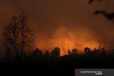 Api membakar hutan dan lahan gambut di jalan Gubernur Syarkawi, Kabupaten Banjar, Kalimantan Selatan, Selasa (15/10/2019). Susahnya akses menuju tempat kebakaran hutan dan lahan (karhutla) serta Kencangnya angin di lokasi lahan yang terbakar membuat kebakaran cepat meluas dan petugas sulit untuk memadamkan kebakaran tersebut. Foto Antaranews Kalsel/Bayu Pratama S.