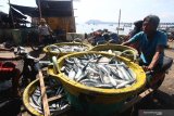 Nelayan membawa ikan layang ke Tempat Pelelangan Ikan, Pelabuhan Muncar, Banyuwangi, Banyuwangi, Jawa Timur, Selasa (15/10/2019). Nelayan setempat mengatakan, saat musim padangan (bulan purnama) sebagian besar nelayan banyak yang libur melaut, yang berdampak pada meningkatnya harga ikan di pasaran seperti ikan layang yang sebelumnya seharga Rp10 ribu naik menjadi Rp18 ribu per kilogram. Antara Jatim/Budi Candra Setya/zk.