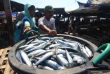 Pedagang memilih ikan layang di Tempat Pelelangan Ikan, Pelabuhan Muncar, Banyuwangi, Banyuwangi, Jawa Timur, Selasa (15/10/2019). Nelayan setempat mengatakan, saat musim padangan (bulan purnama) sebagian besar nelayan banyak yang libur melaut, yang berdampak pada meningkatnya harga ikan di pasaran seperti ikan layang yang sebelumnya seharga Rp10 ribu naik menjadi Rp18 ribu per kilogram. Antara Jatim/Budi Candra Setya/zk.