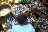 Pedagang memilih ikan layang di Tempat Pelelangan Ikan, Pelabuhan Muncar, Banyuwangi, Banyuwangi, Jawa Timur, Selasa (15/10/2019). Nelayan setempat mengatakan, saat musim padangan (bulan purnama) sebagian besar nelayan banyak yang libur melaut, yang berdampak pada meningkatnya harga ikan di pasaran seperti ikan layang yang sebelumnya seharga Rp10 ribu naik menjadi Rp18 ribu per kilogram. Antara Jatim/Budi Candra Setya/zk.