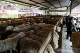 ACT: Gampong Ie Suum jadi lokasi ternak domba wakaf