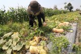 Buruh tani memanen labu madu di area persawahan Desa Ngasem, Kediri, Jawa Timur, Rabu (16/10/2019). Sejumlah petani semangka di daerah tersebut beralih menanam labu madu karena harga jualnya lebih tinggi, biaya perawatan lebih murah, dan mampu panen tiga kali dalam sekali tanam sehingga lebih menguntungkan. Antara Jatim/Prasetia Fauzani/zk