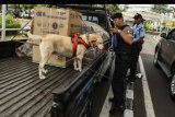 Unit K9 untuk melakukan pemeriksaan kendaraan di komplek Parlemen, Jakarta, Kamis (17/10/2019). Pengamanan di komplek Parlemen makin di perketat menjelang pelantikan Presiden dan Wakil Presiden terpilih Joko Widodo - Maruf Amin pada 20 Oktober 2019. ANTARA FOTO/Muhammad Adimaja/nym.