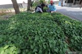 Petugas penyuluh Lapangan (PPL), Yayuk Anisha (kiri) berbincang dengan petani saat menyemai tanaman cabai di Desa Paron, Kediri, Jawa Timur, Rabu (16/10/2019). PPL daerah setempat mengimbau petani memulai menanam cabai yang diharapkan akan memasuki masa panen menjelang Natal dan tahun baru saat harga jual cabai diperkirakan tinggi. Antara Jatim/Prasetia Fauzani/zk.